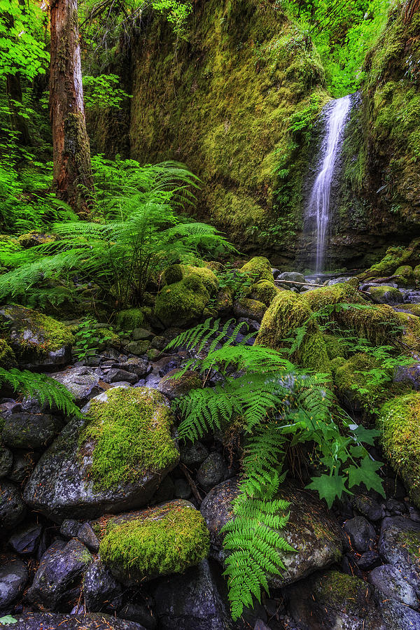 Portland Photograph - Fountain of Youth by Justin Lowery
