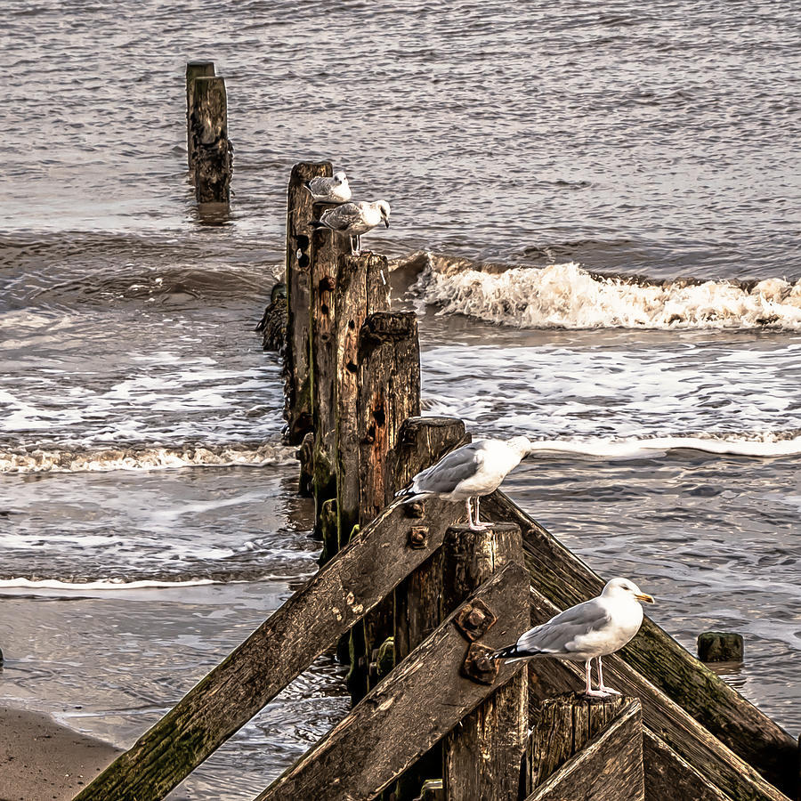 Four Amigos At The Seaside Photograph