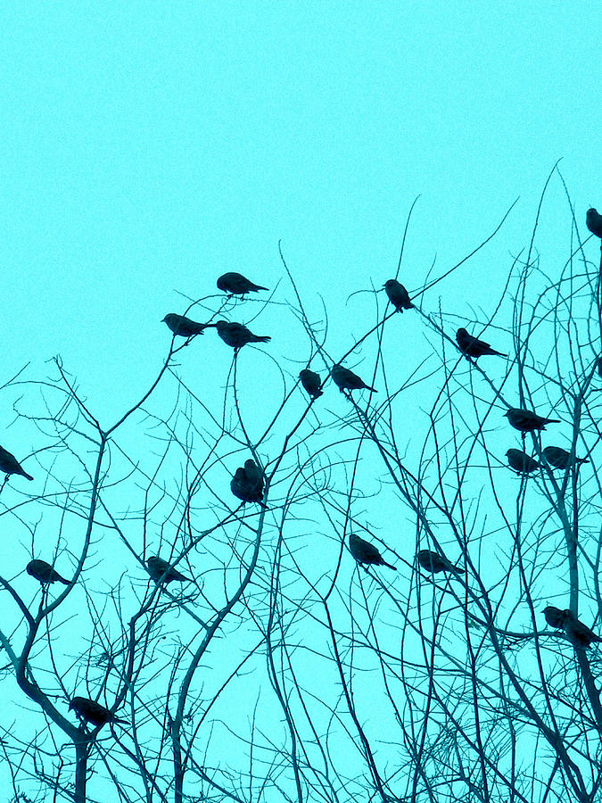 Tree Photograph - Four and Twenty Blackbirds by Karen Wagner