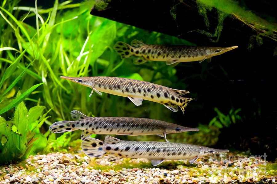 Four aquarium fishes in zoo Photograph by Arletta Cwalina