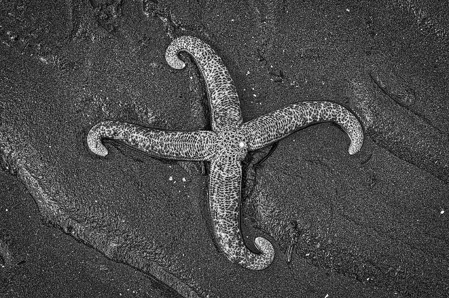 Four Arms Monochrome Photograph by Cathy Mahnke