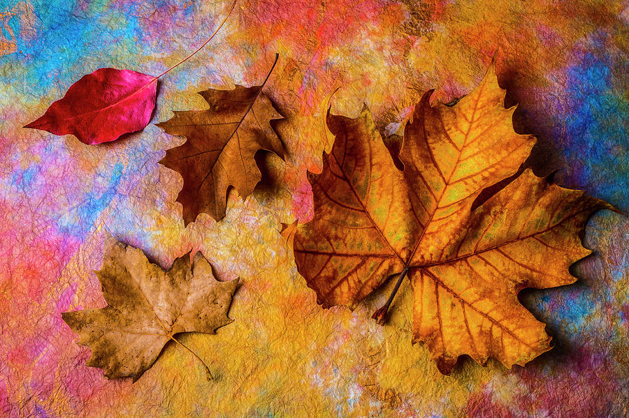 Four Autumn Leaves Photograph by Garry Gay