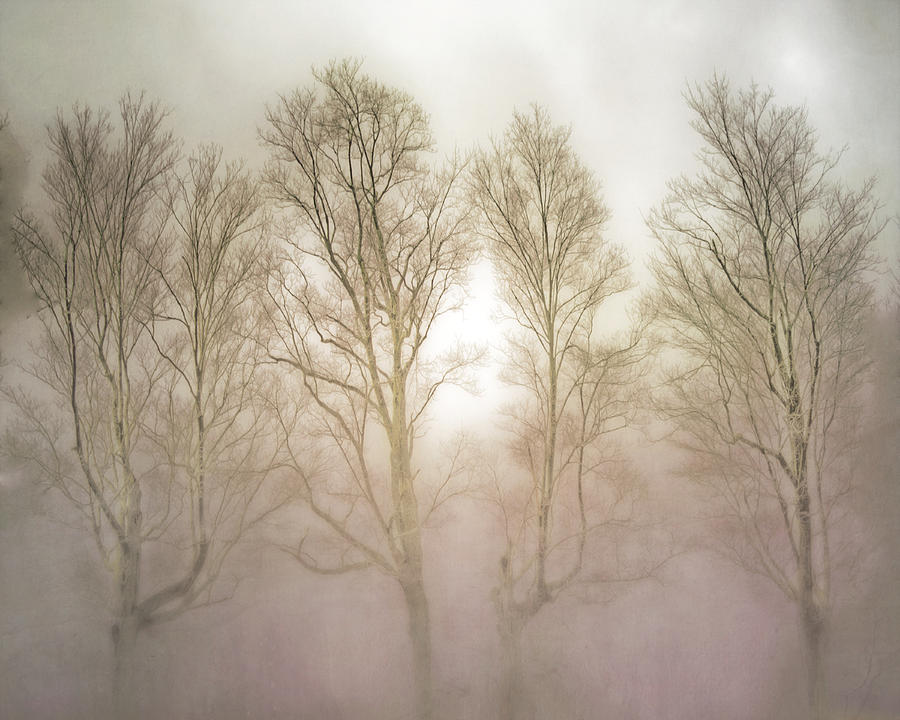 Four Bare Trees in the Mist Photograph by Hal Halli