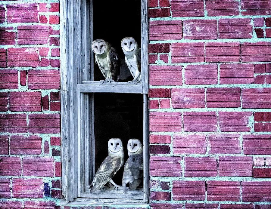 Brick Photograph - Four Barn Owls in a Window by Donna Caplinger