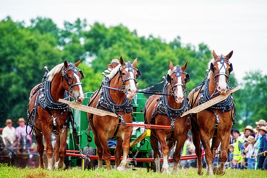 Four Beauties at Horse Progress Days Photograph by David Arment