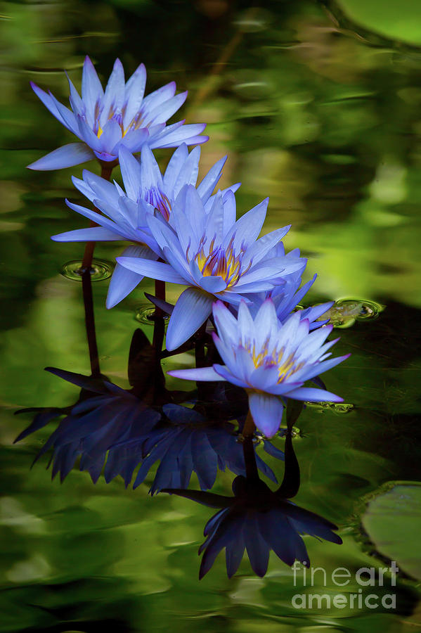 Four Beautiful Blue Water Lilies Photograph by Sabrina L Ryan