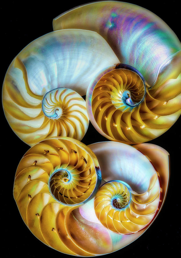 Four Beautiful Nautilus Shells Photograph by Garry Gay