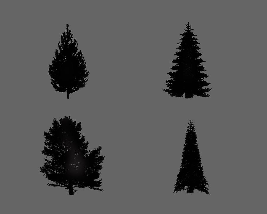 Four Black Fir Trees 2 Digital Art by Roy Pedersen