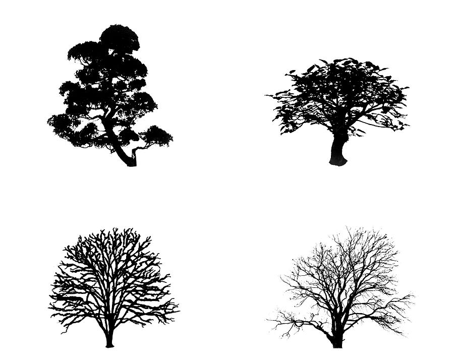 Four Black Trees Digital Art by Roy Pedersen