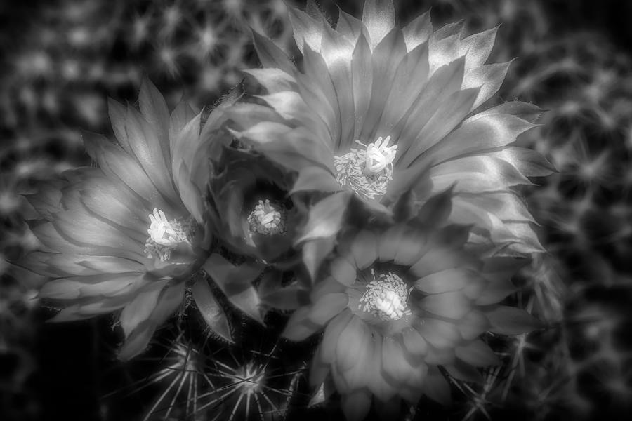 Four Blooms - Black and White Photograph by Donna Kennedy