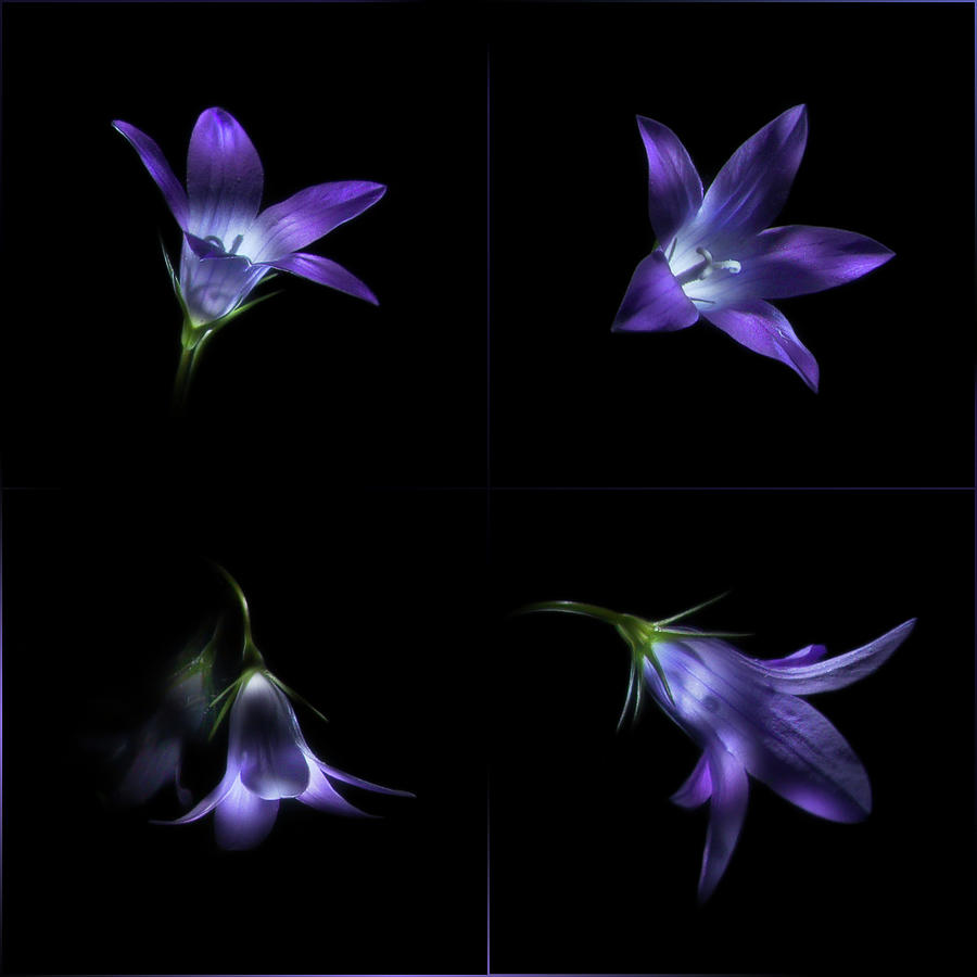 Four Bluebell Flowers - Light Painting Photograph