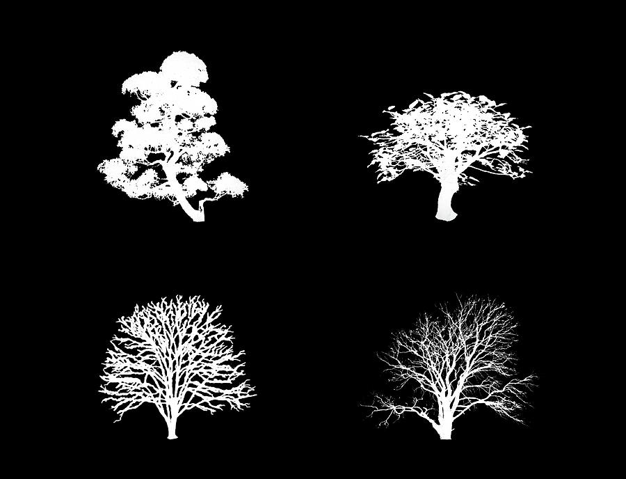 Bushy White Trees Digital Art by Roy Pedersen