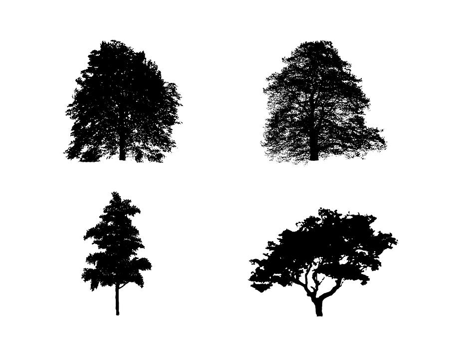 Four Busy Black Trees 2 Digital Art by Roy Pedersen