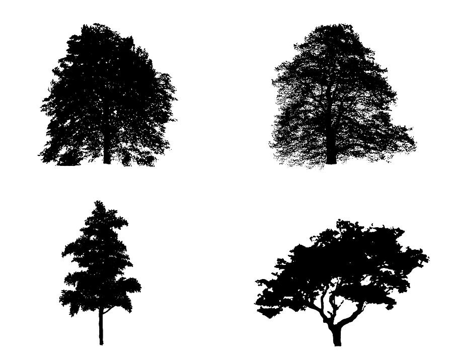 Four Busy Black Trees Digital Art by Roy Pedersen