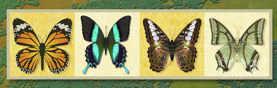 Four Butterfly variation Digital Art by Melissa A Benson
