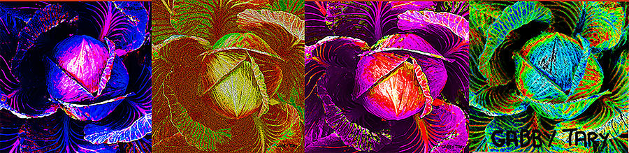 Four Cabbage  Digital Art by Gabby Tary