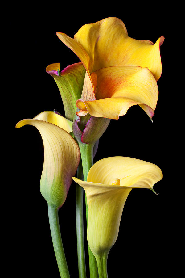 Calla Lily Photograph - Four calla lilies by Garry Gay