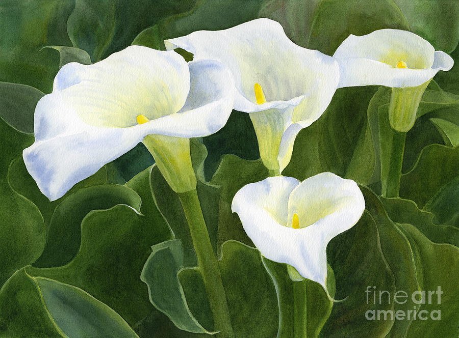 Flower Painting - Four Calla Lily Blossoms with Leaves by Sharon Freeman