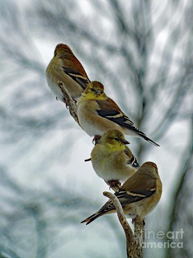 Four Calling Birds - American Goldfinch Photograph