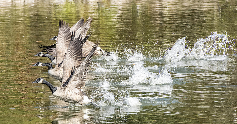 Four Canada Geese Taking Off Photograph by William Bitman