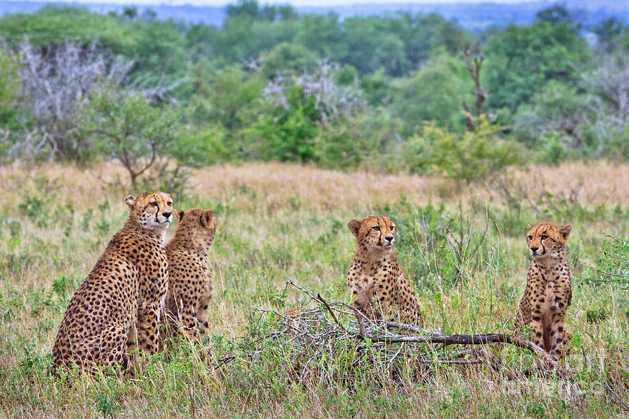 Four Cheetah Photograph by Jennifer Ludlum