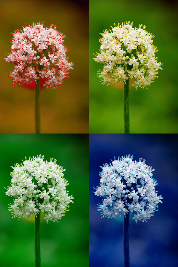 Four Colorful Onion Flower Power Photograph by James BO Insogna