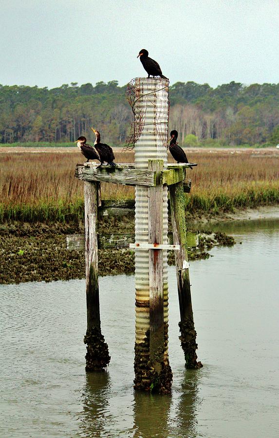 Four Cormorants Photograph by Cynthia Guinn