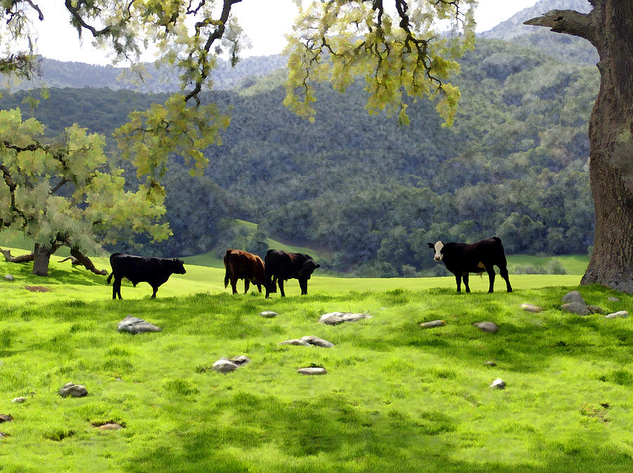 Four Cows at Nojoqui Ranch Photograph by Kurt Van Wagner