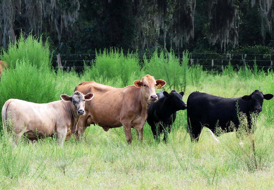 Four Cows Photograph by Mario Carta - Fine Art America