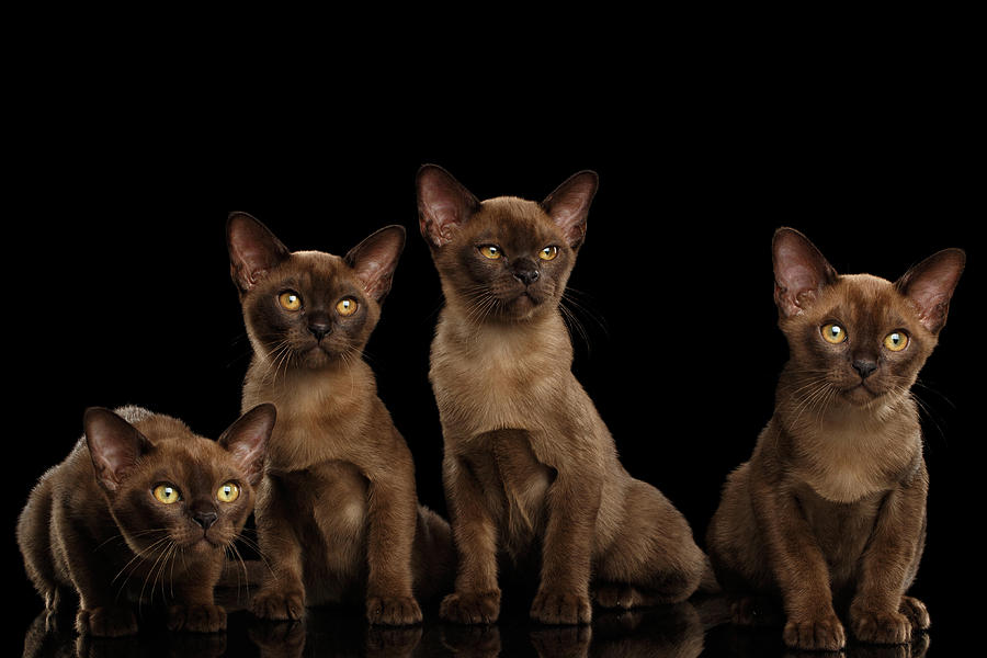 Cat Photograph - Four Cute Burma Kittens Sitting, Isolated Black Background by Sergey Taran