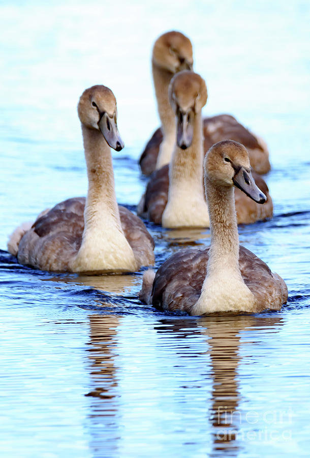 Four cygnets Photograph by Colin Rayner