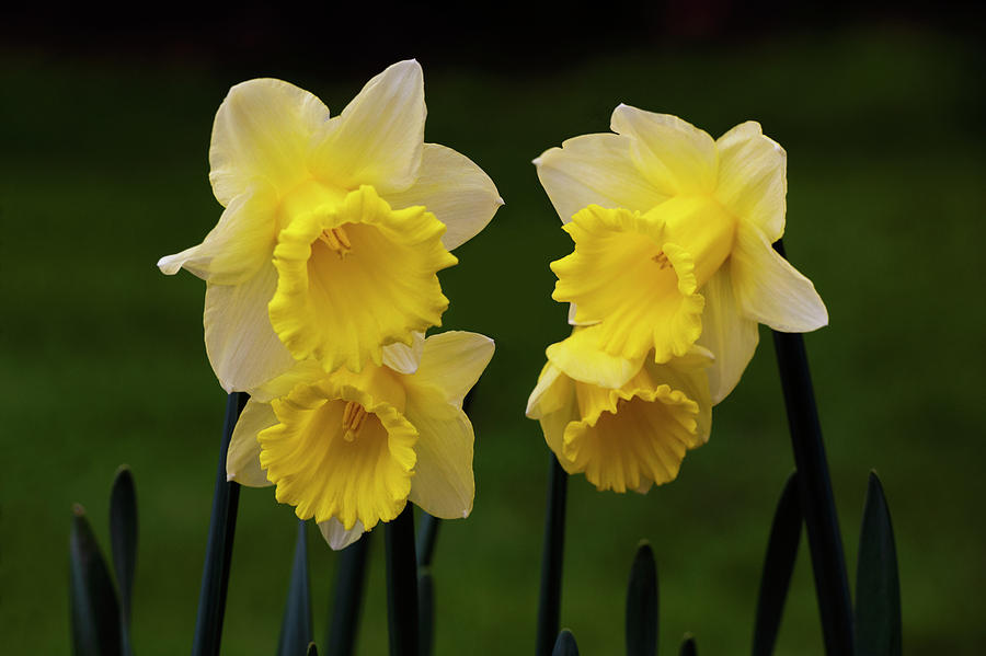 Four Daffodils Photograph by David Lunde