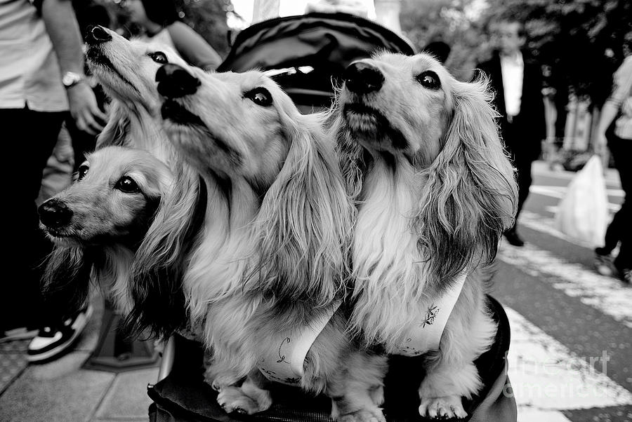 Four Dogs in a Stroller Photograph by Dean Harte