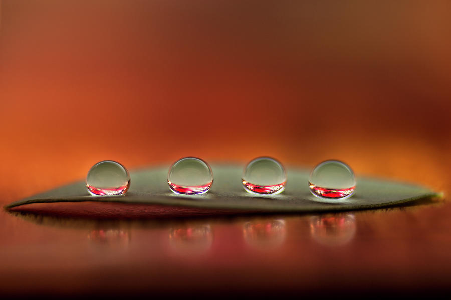 Four drops on a leaf Photograph by Wolfgang Stocker