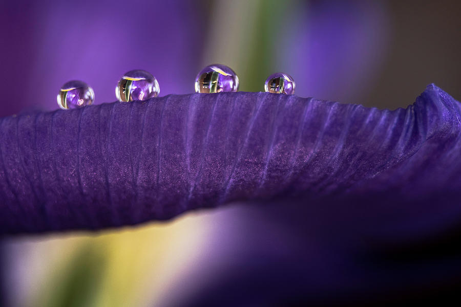 Four drops Photograph by Wolfgang Stocker