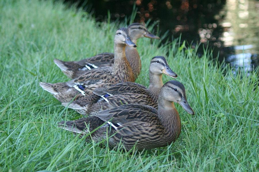 Nature Photograph - Four Ducks by Magda Levin