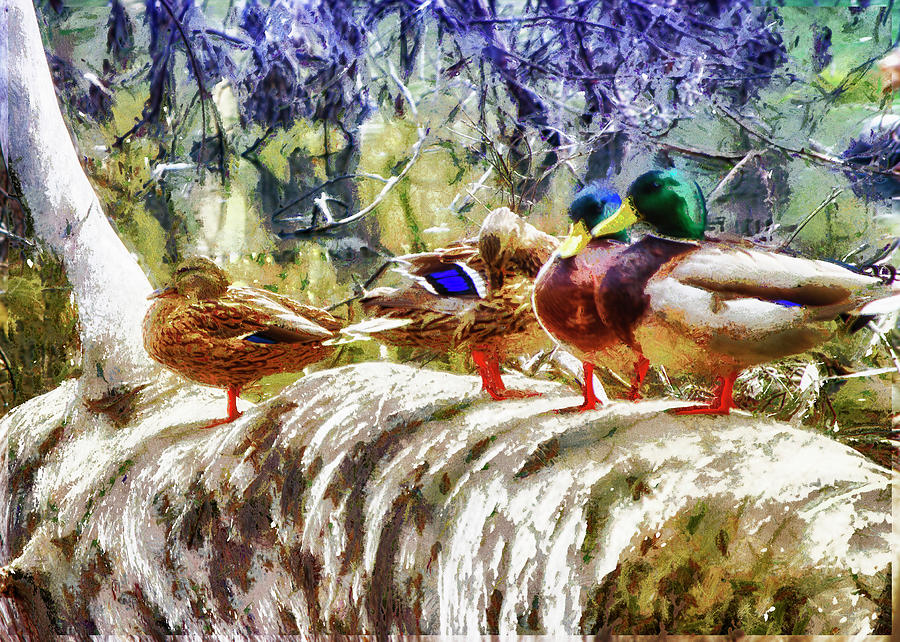 Four Ducks On A Log Photograph by Joseph Hollingsworth