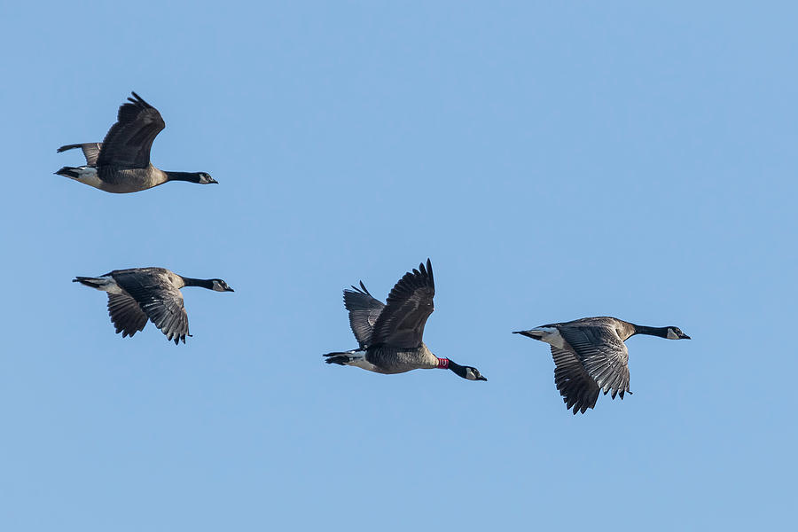 Four Dusky Canada Geese Flying Photograph by Belinda Greb