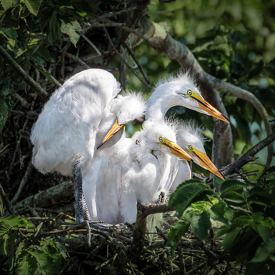 Four Egret Chicks in Nest Photograph by Patti Deters