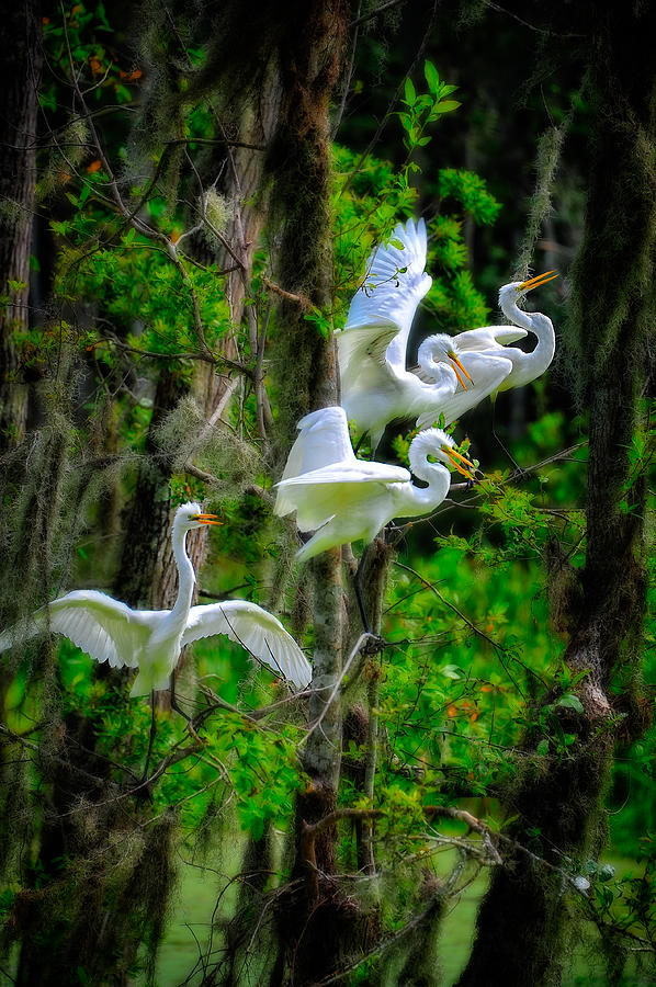 Four Egrets Photograph by Harry Spitz