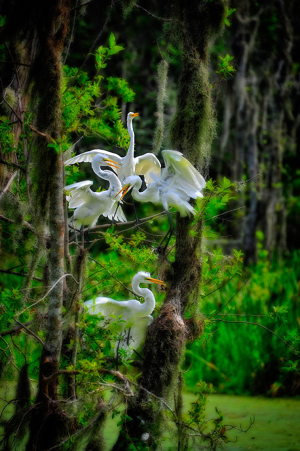 Four Egrets in Tree Photograph by Harry Spitz