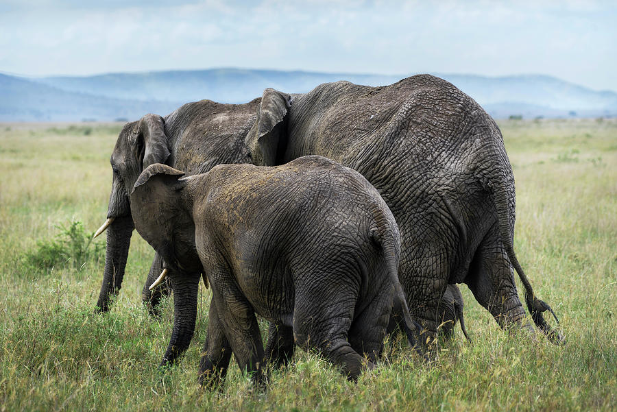  Four elephants in Serengeti Photograph by RicardMN Photography