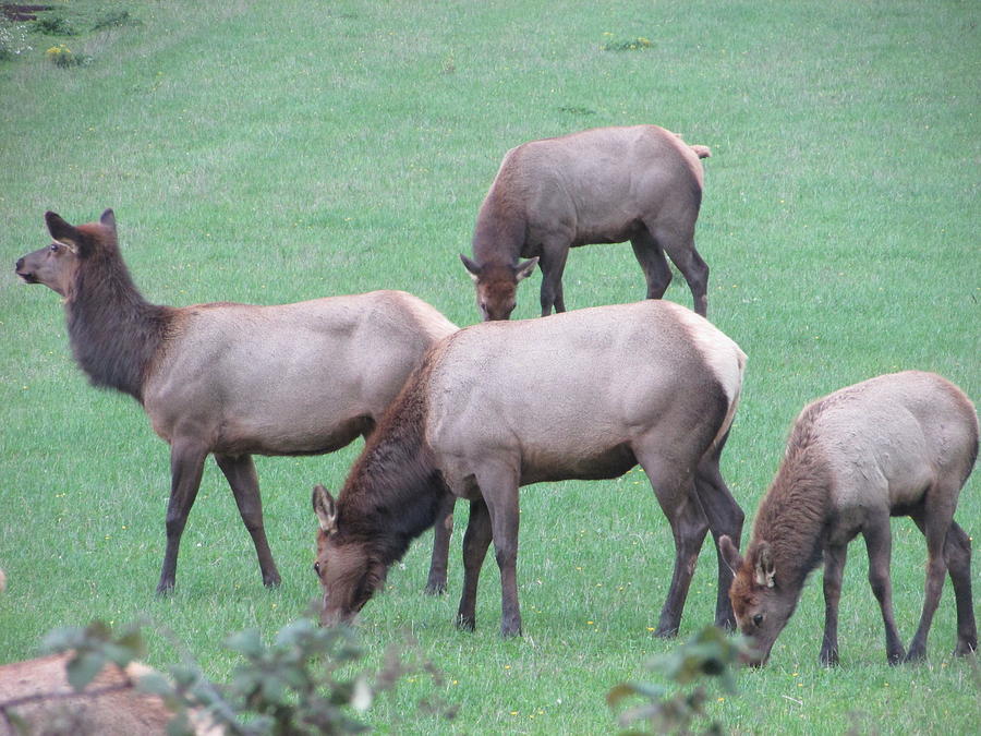 Four Elk Photograph by Marilyn Diaz