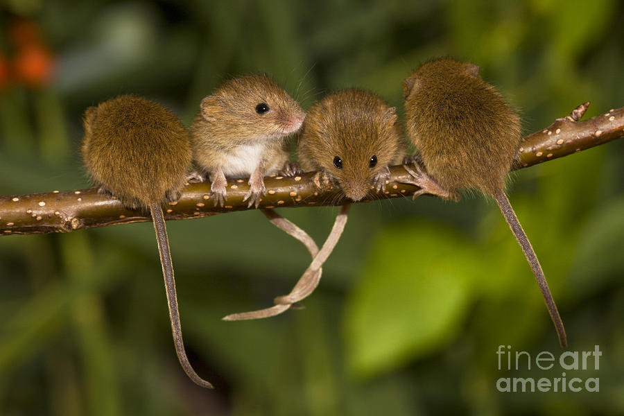 Mouse Photograph - Four Eurasian Harvest Mice by Jean-Louis Klein & Marie-Luce Hubert