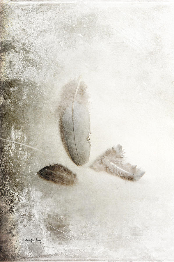 Four Feathers Photograph by Randi Grace Nilsberg