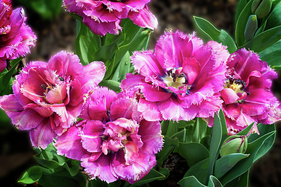 Four Frilly Pink Tulips Photograph by Lynn Bauer