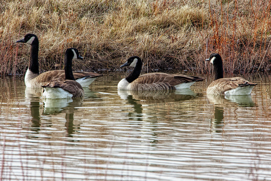 Four Geese Photograph by Diana Powell