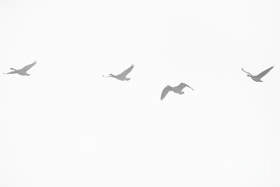 Four Geese Flying Photograph by Cheryl Baxter