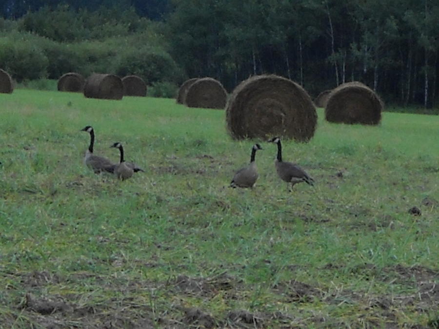 Four Geese in a Hay Field Photograph by Kent Lorentzen