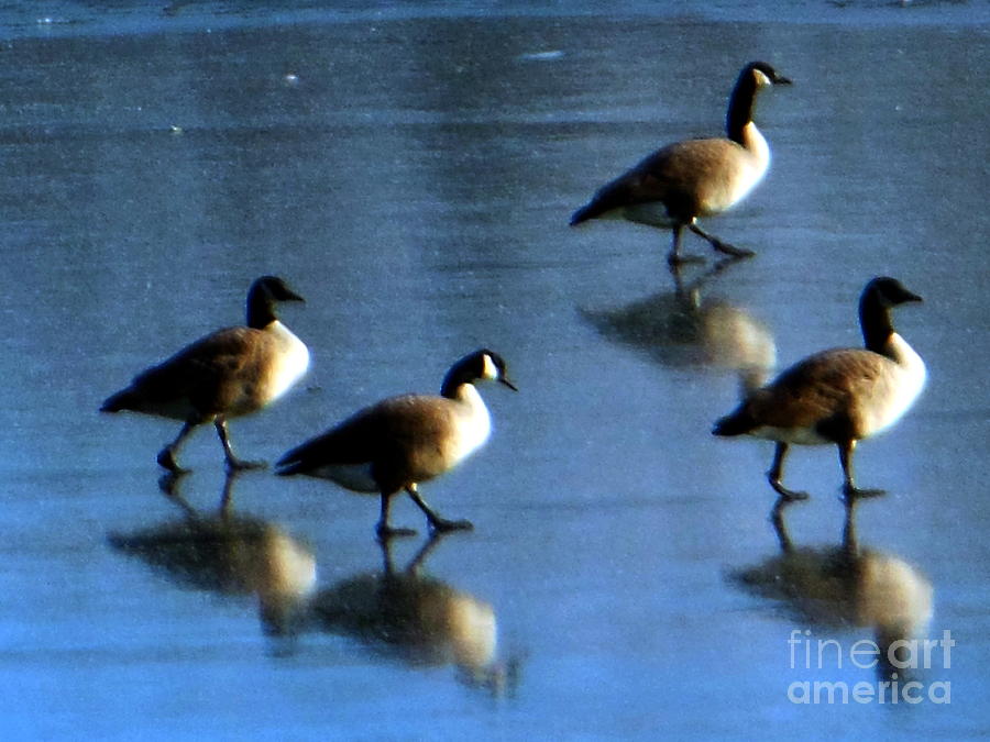Four Geese Walking On Ice Photograph by Rockin Docks Deluxephotos